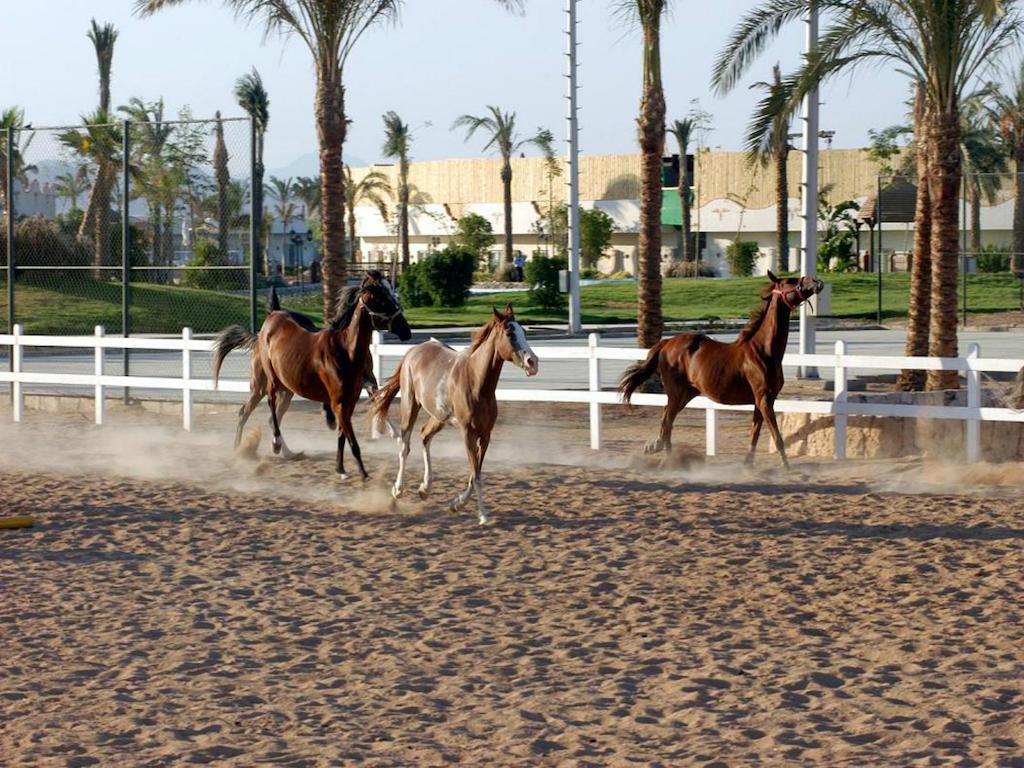 Concorde El Salam Sharm El Sheikh Sport Hotel Esterno foto